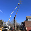 Contacting Patriot Tree Service in Northern Virginia: A Guide from an Expert