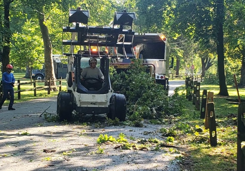 Patriot Tree Service in Northern Virginia: Your Go-To for Stump Grinding and Removal