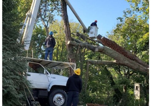 Patriot Tree Service: A Trusted Name in Northern Virginia