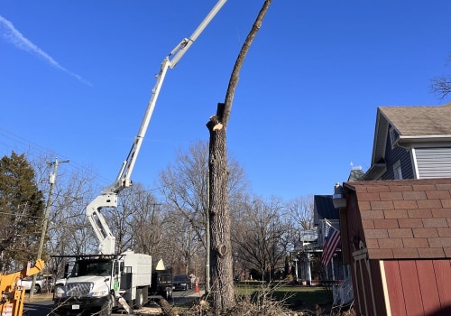 Contacting Patriot Tree Service in Northern Virginia: A Guide from an Expert