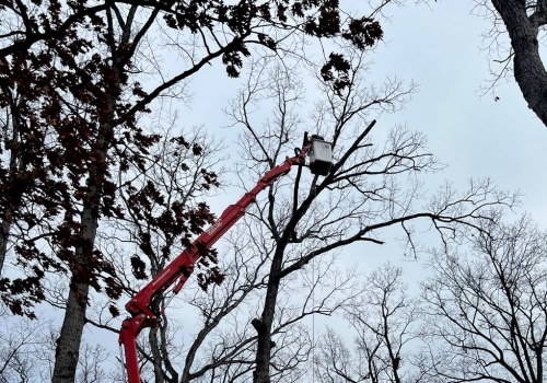 Patriot Tree Service: Your Go-To for Tree Care in Northern Virginia