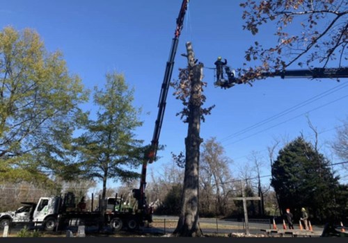 The Ultimate Guide to Scheduling a Tree Service Appointment with Patriot Tree Service in Northern Virginia